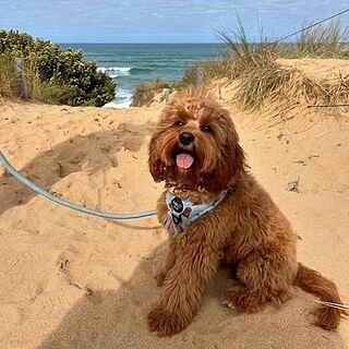 Cavoodle: Adjustable Harness