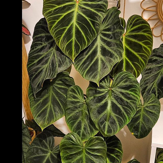 Philodendron Verrucosum