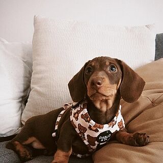 Teddy Bears Picnic: Adjustable Harness