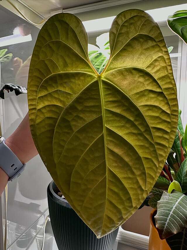Anthurium regale x luxurians