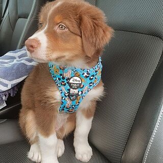 The Lion King: Adjustable Harness