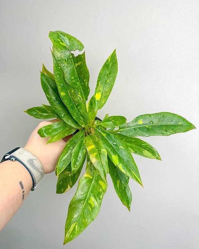 Philodendron Ring of Fire