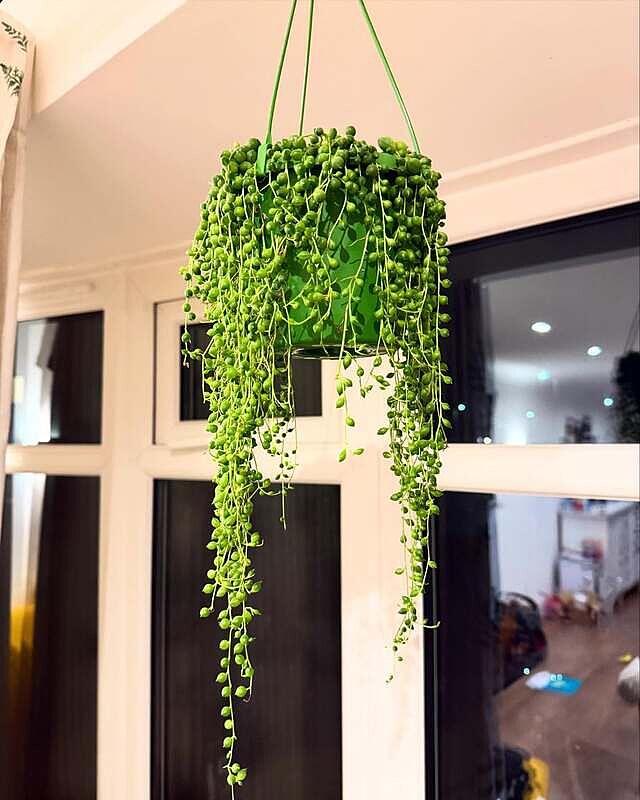 Senecio rowleyanus 'String of Pearls'