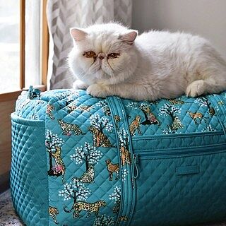 Happy #NationalCatDay to all of our favorite felines out there who love to take a snooze on our Duffel Bags 😴 Tell us the funny things your cats do below!
📸: @tannaraywasilchak
*
*
*
#verabradley #cats #catsofinstagram #pattern #shop