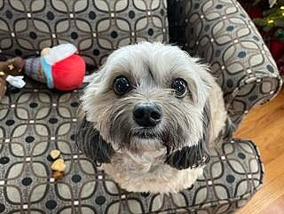 WOOFIE