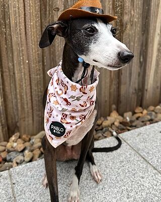 Howdy: Dog Bandana
