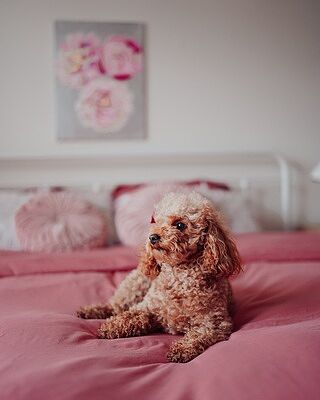 Retro Rose Sheet Set