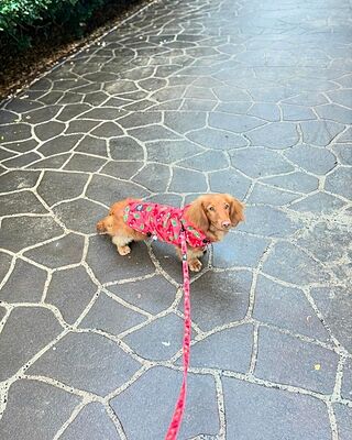 Strawberries / Cherry: Raincoat