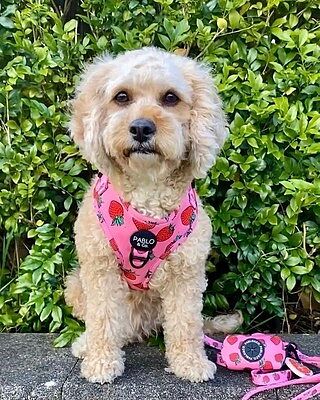 Strawberries: Adjustable Harness