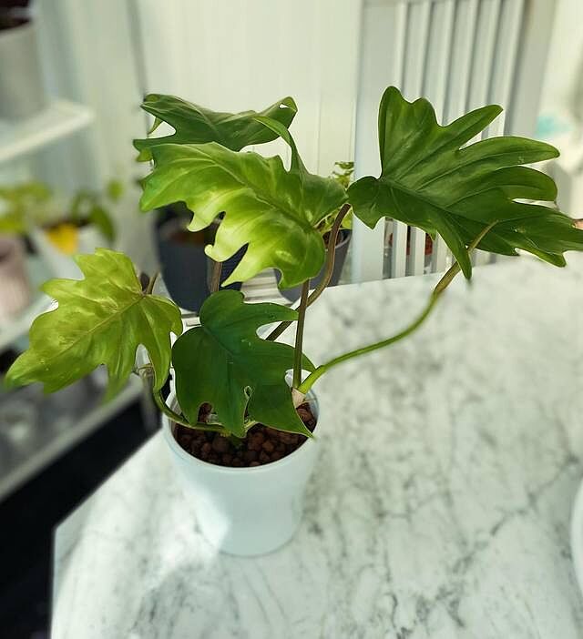 Philodendron Mayoi