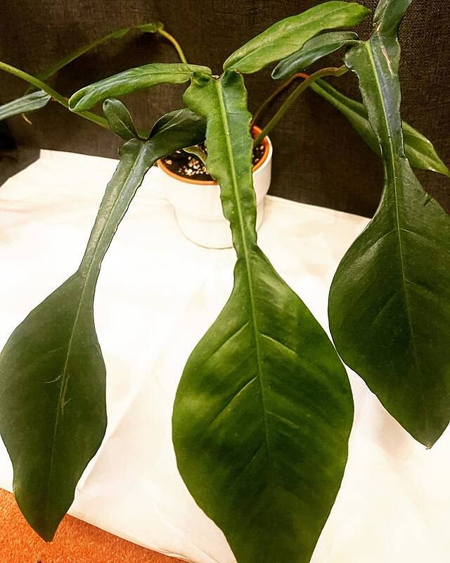 Philodendron joepii