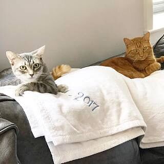 All Seasons Cotton Blanket