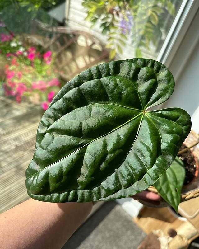 Anthurium regale x luxurians