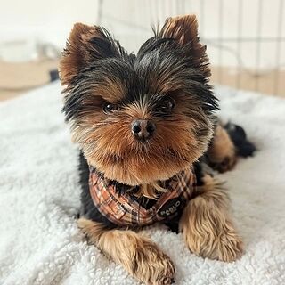 Vintage Plaid: Adjustable Harness