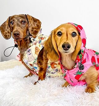 Party Dawgs / Pretzels: Raincoat