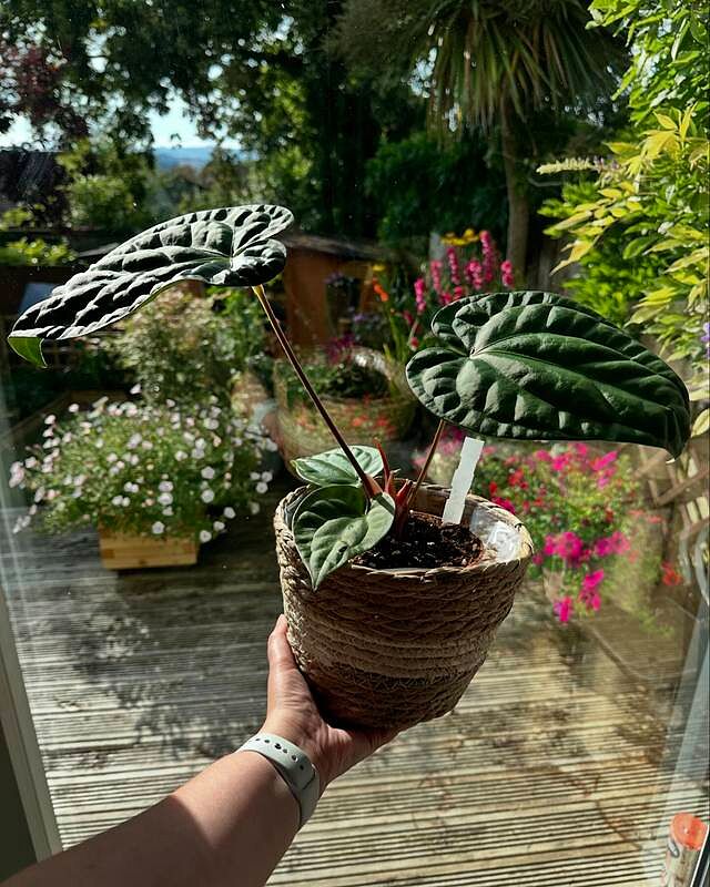 Anthurium regale x luxurians