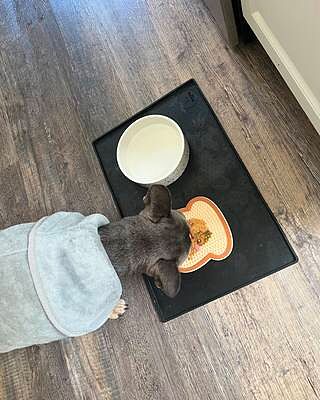 DISTRACT-O-MAT - Toast