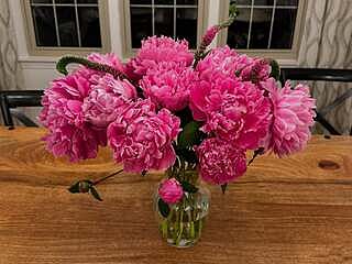 Dr. Alexander Fleming Peony