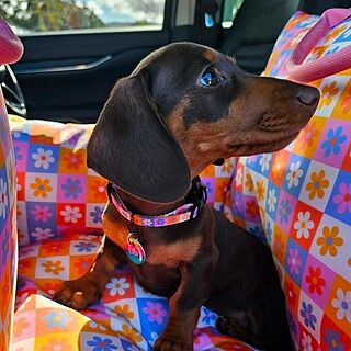 Deluxe Travel Car Bed: Daisies for Days