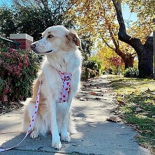 Strawberry Fields: No Pull Adventure Harness