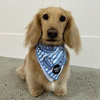 Birthday Boy - Dog Bandana