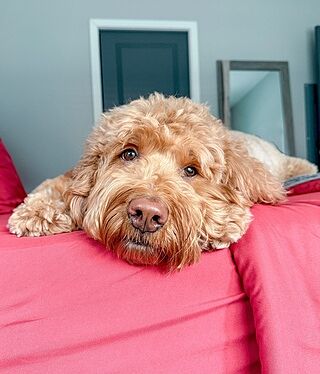 Deep Crimson Red Sheet Set