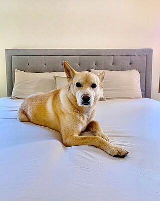 Toasted Marshmallow (Greige) Sheet Set