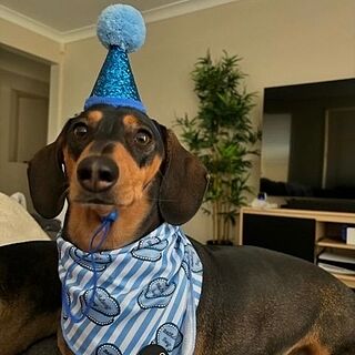 Birthday Boy - Dog Bandana