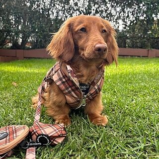 Winter Pooches / Kensington: Reversible Puffer Vest