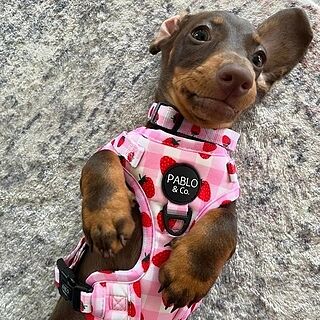 Strawberry Fields: Adjustable Harness