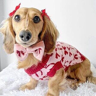 Velvet Blush Bows: Bow Tie