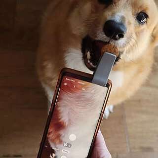 WOOFIE