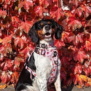 Strawberry Fields: No Pull Adventure Harness
