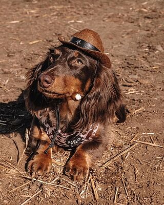 Pet Cowboy Hat