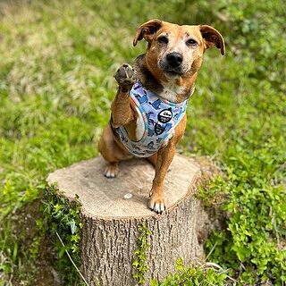 Eeyore: Adjustable Harness