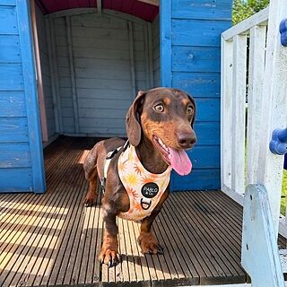 Ray of Sunshine: Adjustable Harness