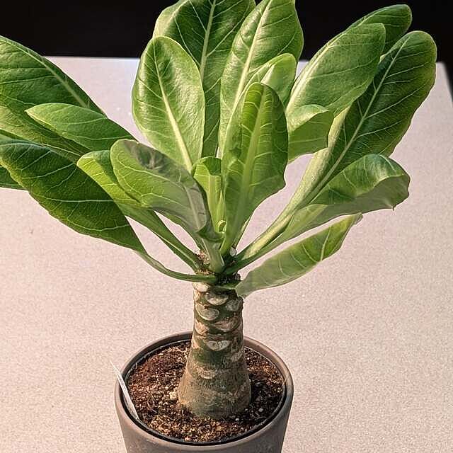 Brighamia insignis | Hawaiian Palm