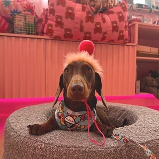 Toy Story - Slinky Dog: Adjustable Harness