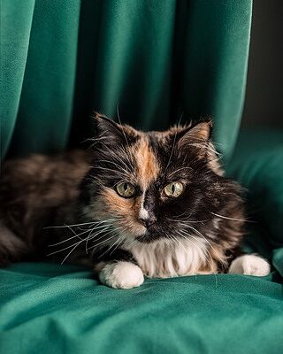 Emerald Green Sheet Set