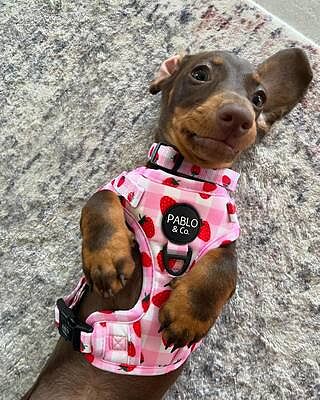 Strawberry Fields: Adjustable Harness