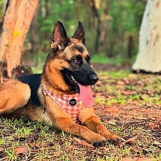 Chocolate Gingham: Adjustable Harness
