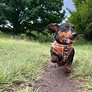 Vintage Plaid: Adjustable Harness