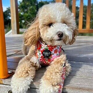 Flowers in the Field: Adjustable Harness