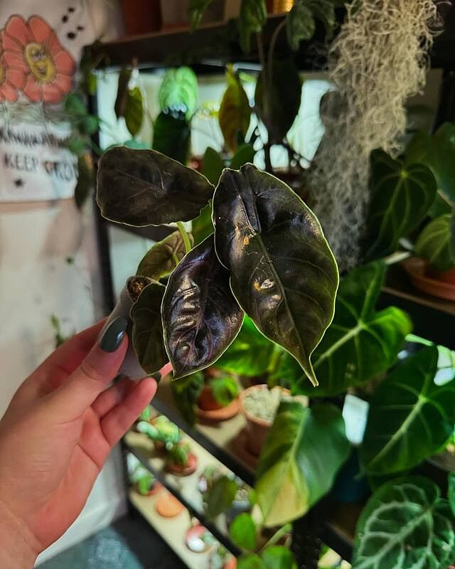 Alocasia azlanii