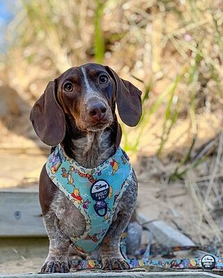 Winnie the Pooh & Forest Friends: Adjustable Harness