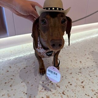 Howdy: Adjustable Harness