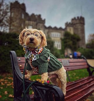 Harry Potter: Adjustable Harness