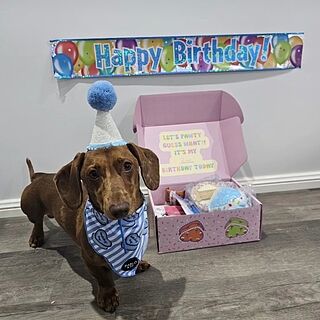 Birthday Boy - Dog Bandana