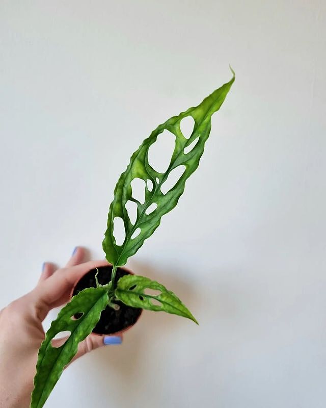 Monstera obliqua 'Peru Form'