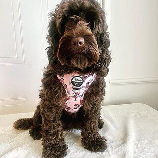 Minnie Mouse & Flowers: Adjustable Harness